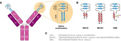 Modular design of bi- and multi-specific knob domain fusions